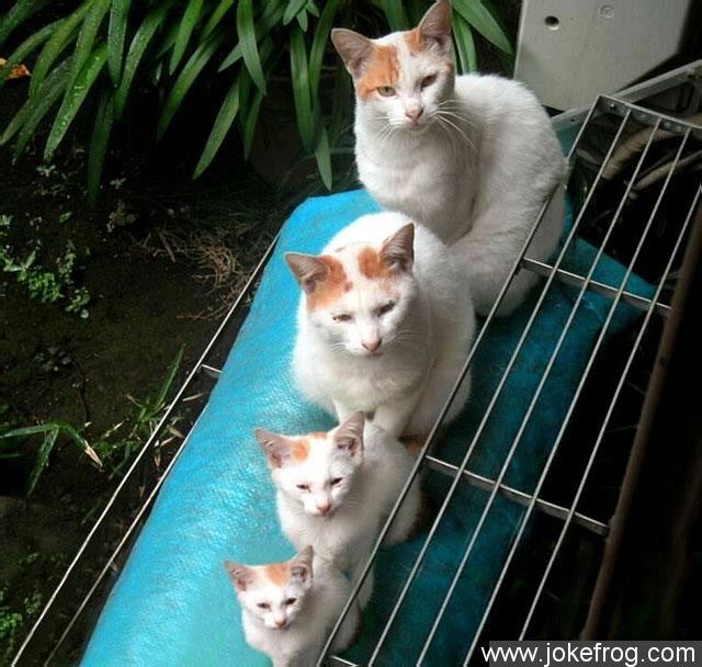 4 geracoes de gatos